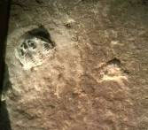 Hình ảnh phóng lớn của dấu vết giày với một Tam diệp trùng ở góc trên bên trái (Ảnh được đăng với sự cho phép của bảo tàng Creation Evidence)