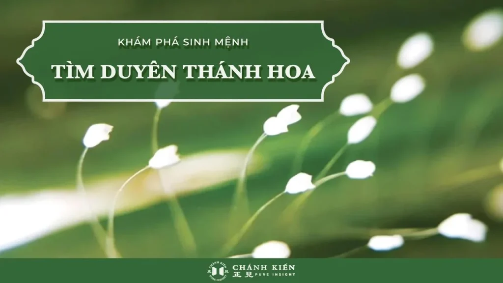 Phủi sạch phong trần: Tìm duyên Thánh hoa