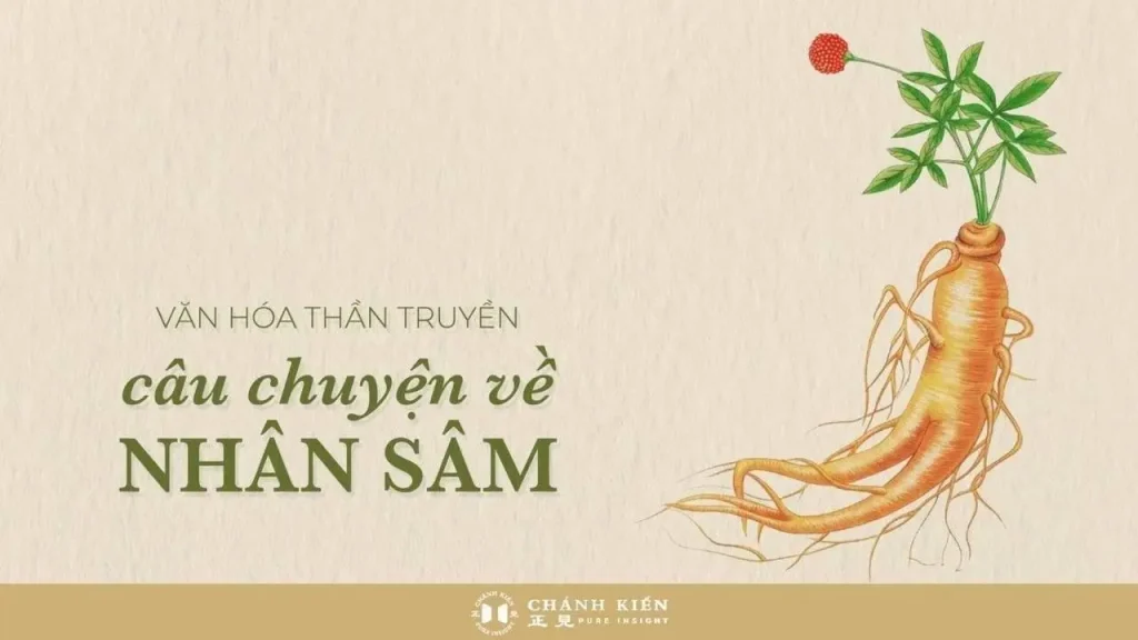 Dạo trong rừng hạnh: Câu chuyện về nhân sâm