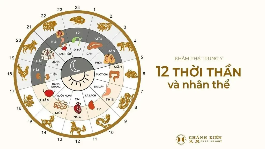 Khám phá Trung Y: 12 thời thần và nhân thể