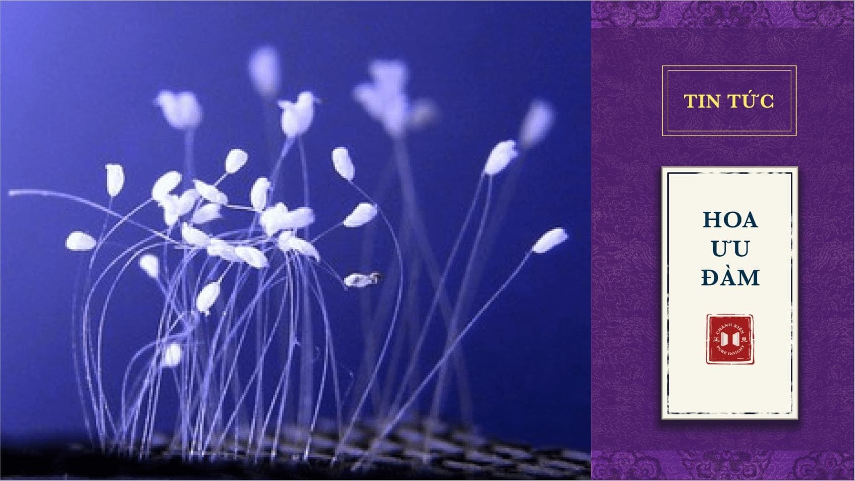 Video quay cận cảnh hình ảnh hoa Ưu Đàm